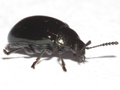 Phaedon armoraciae